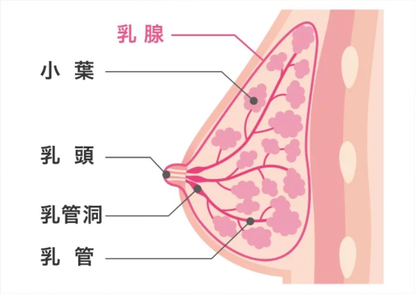 乳腺の組織